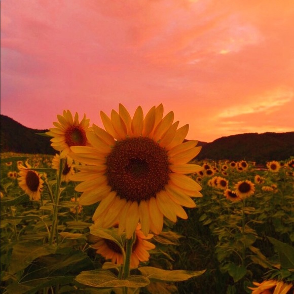 Meet your Posher, Faith - Picture 1 of 1